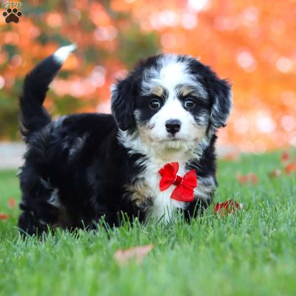 Neil, Mini Bernedoodle Puppy