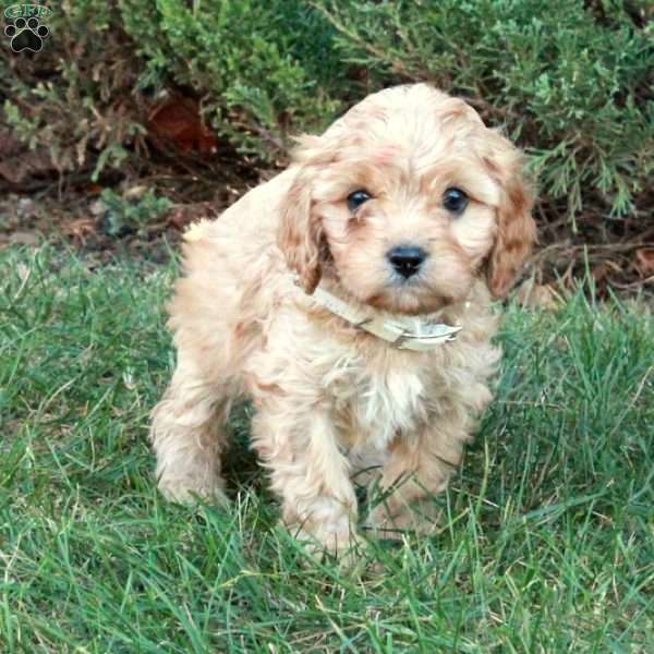 Ned, Cavapoo Puppy