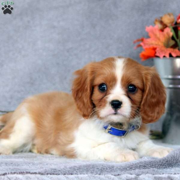 Nehemiah, Cavalier King Charles Spaniel Puppy