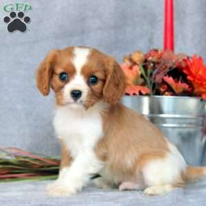 Neil, Cavalier King Charles Spaniel Puppy