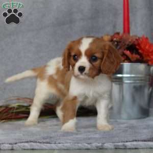 Neil, Cavalier King Charles Spaniel Puppy