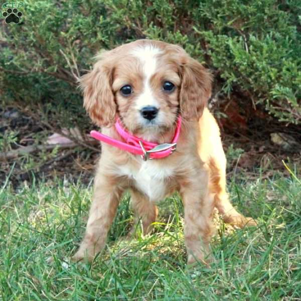 Nellie, Cavapoo Puppy