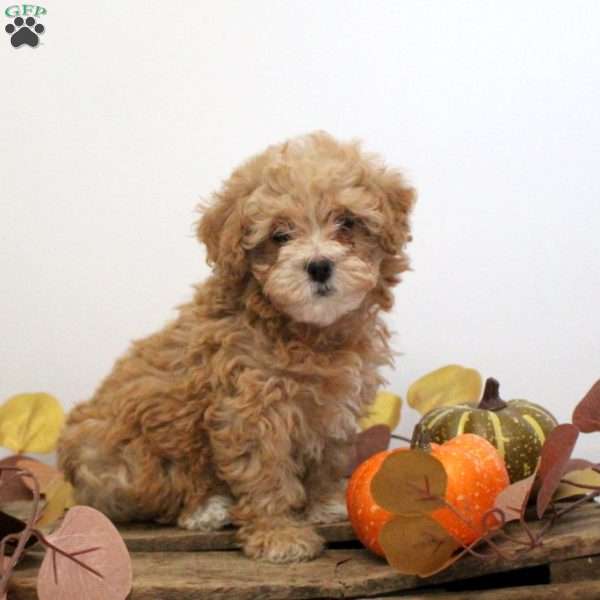 Nellie, Maltipoo Puppy