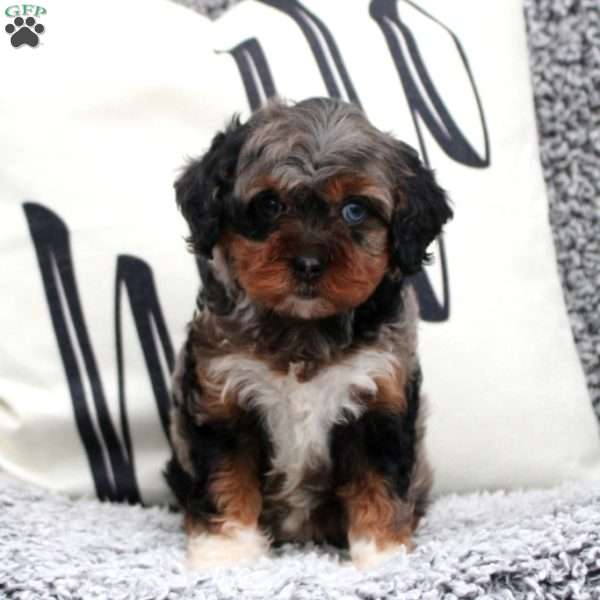 Nellie, Cavapoo Puppy