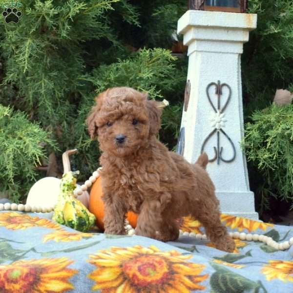 Nemo, Miniature Poodle Puppy