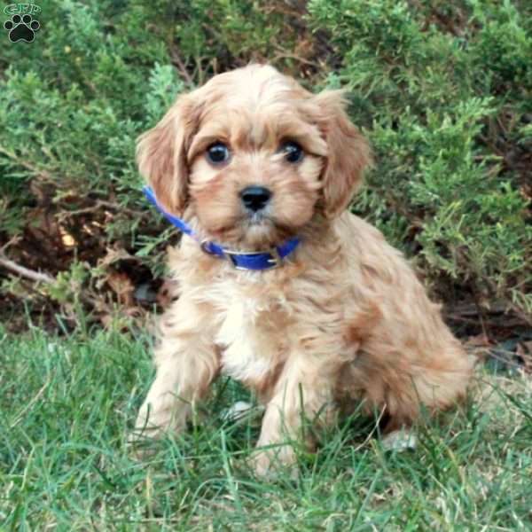 Neo, Cavapoo Puppy