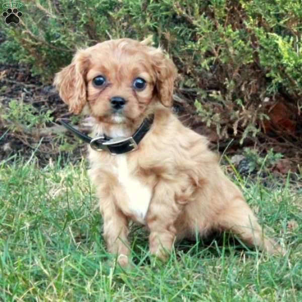 Nessa, Cavapoo Puppy