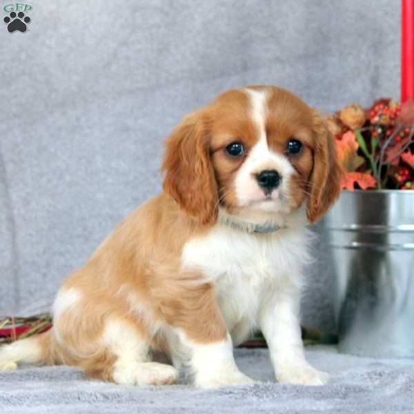 Nicholas, Cavalier King Charles Spaniel Puppy