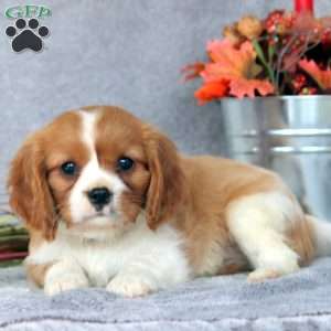 Nicholas, Cavalier King Charles Spaniel Puppy