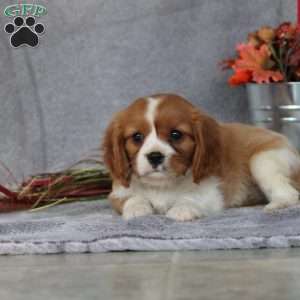 Nicholas, Cavalier King Charles Spaniel Puppy