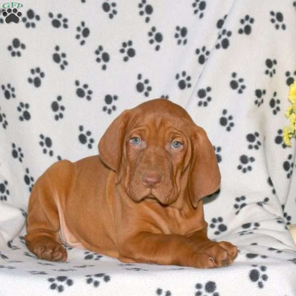 Nick, Vizsla Puppy