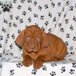 Nick, Vizsla Puppy