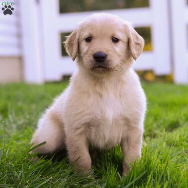 Nico, Golden Retriever Puppy