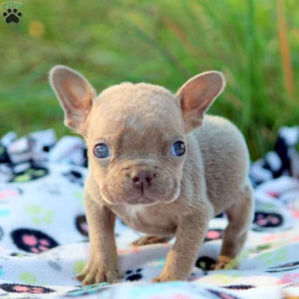 Nico, French Bulldog Puppy