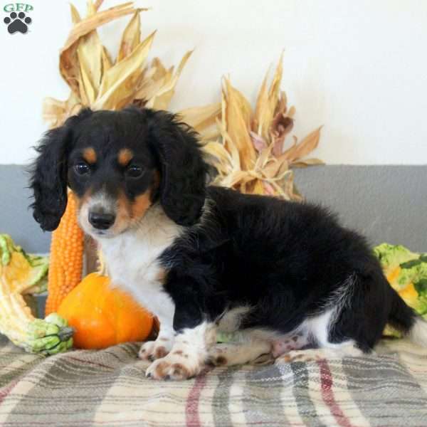 Nico, Dachshund Puppy