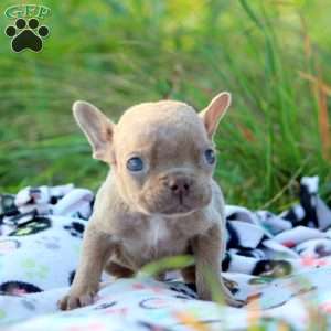 Nico, French Bulldog Puppy