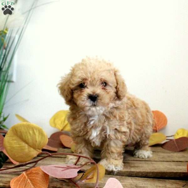 Nico, Maltipoo Puppy