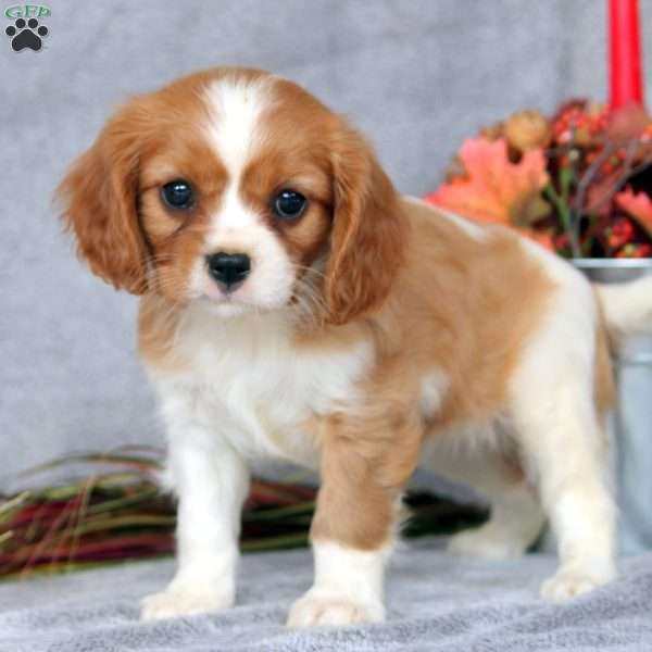 Nicole, Cavalier King Charles Spaniel Puppy