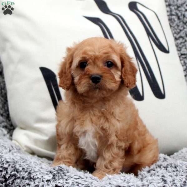 Niko, Cavapoo Puppy