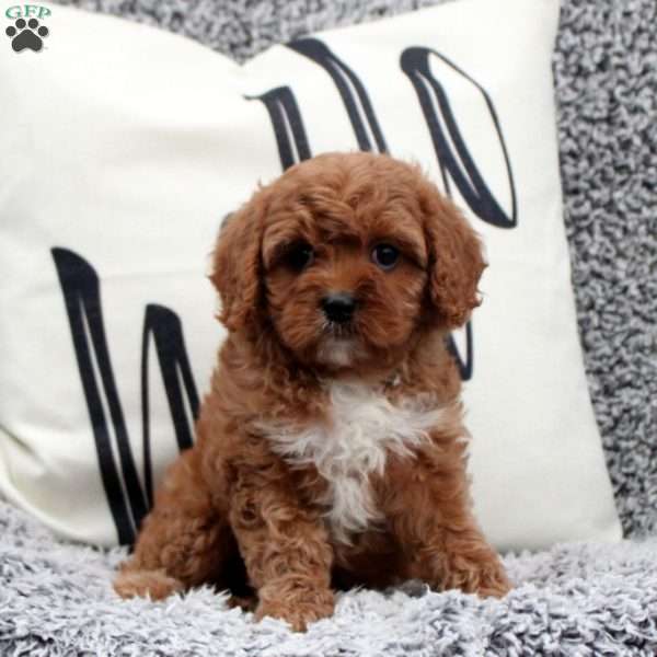 Nina, Cavapoo Puppy