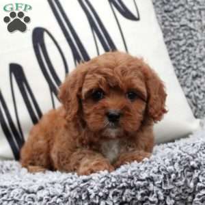 Nina, Cavapoo Puppy