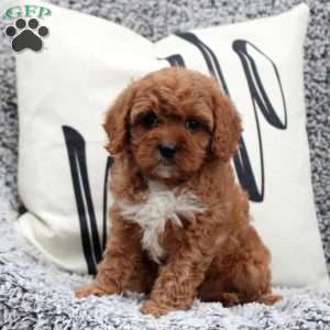 Nina, Cavapoo Puppy