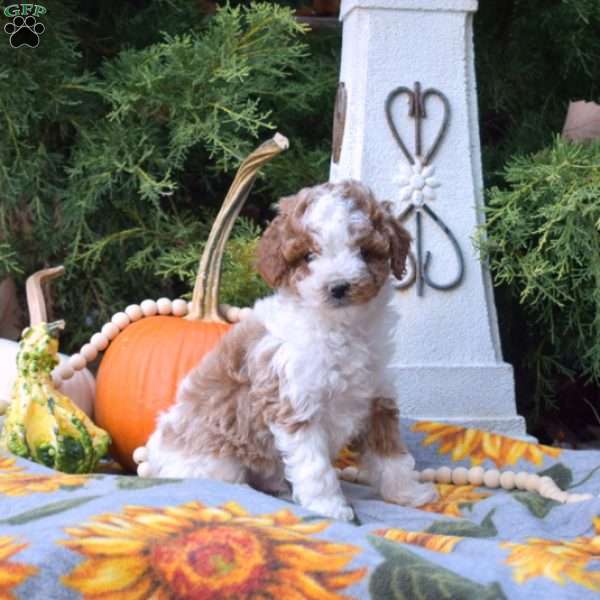 Noah, Miniature Poodle Puppy