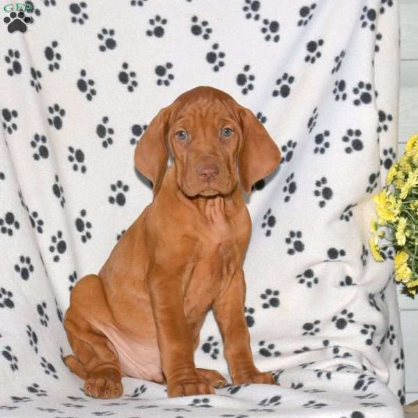 Noah, Vizsla Puppy