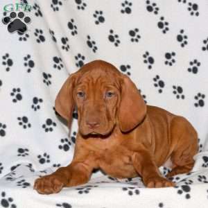 Noah, Vizsla Puppy