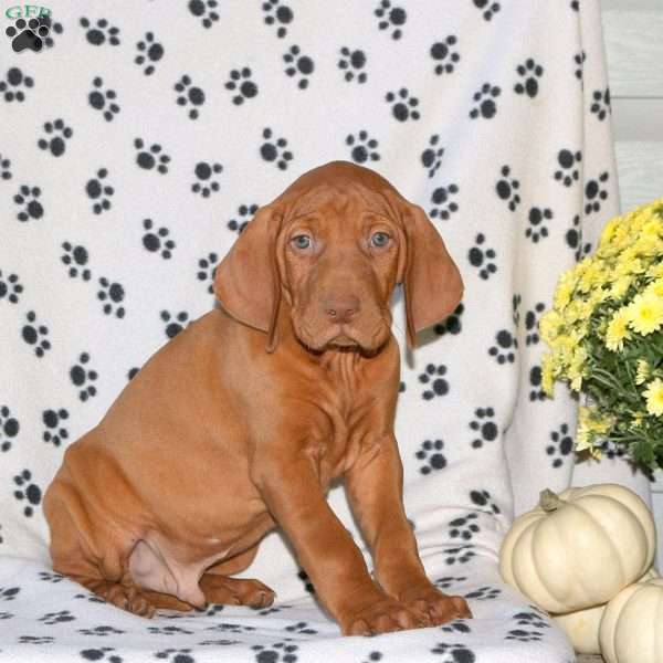 Noble, Vizsla Puppy