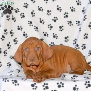 Noble, Vizsla Puppy