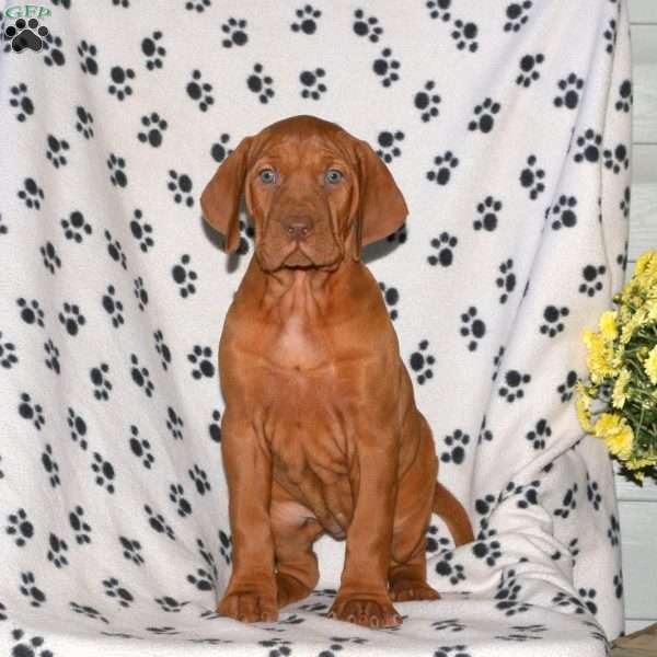 Noelle, Vizsla Puppy