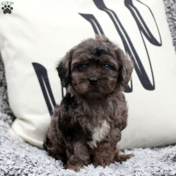 Nolan, Cavapoo Puppy