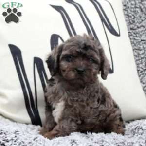 Nolan, Cavapoo Puppy