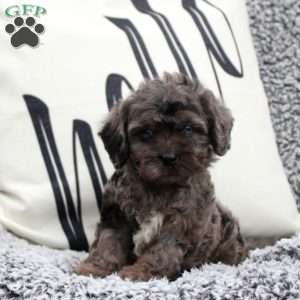 Nolan, Cavapoo Puppy