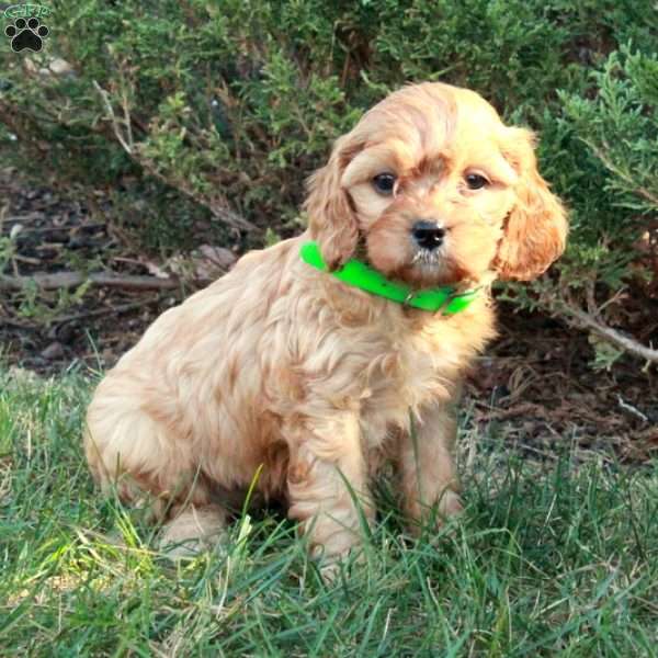 Nora, Cavapoo Puppy