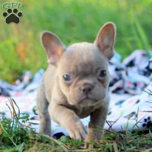 Nora, French Bulldog Puppy