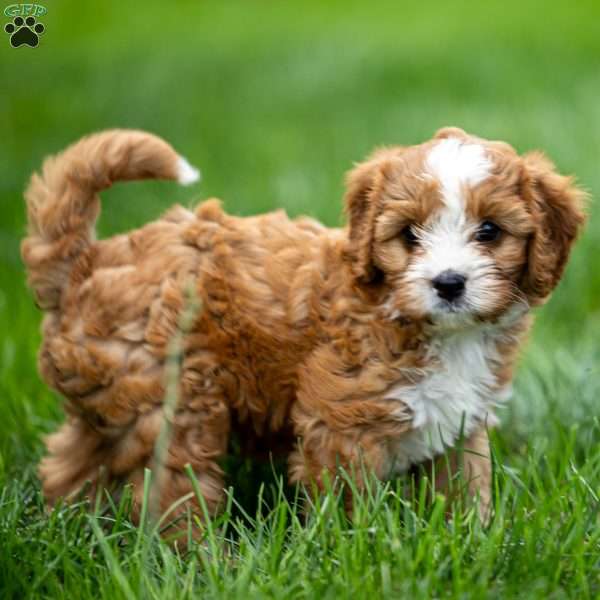 Nova, Cavapoo Puppy