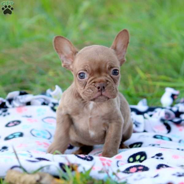 Nova, French Bulldog Puppy