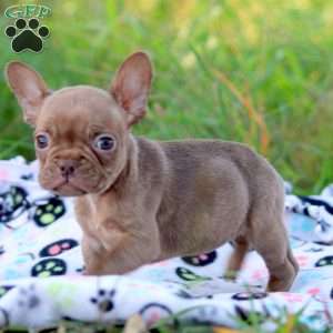 Nova, French Bulldog Puppy