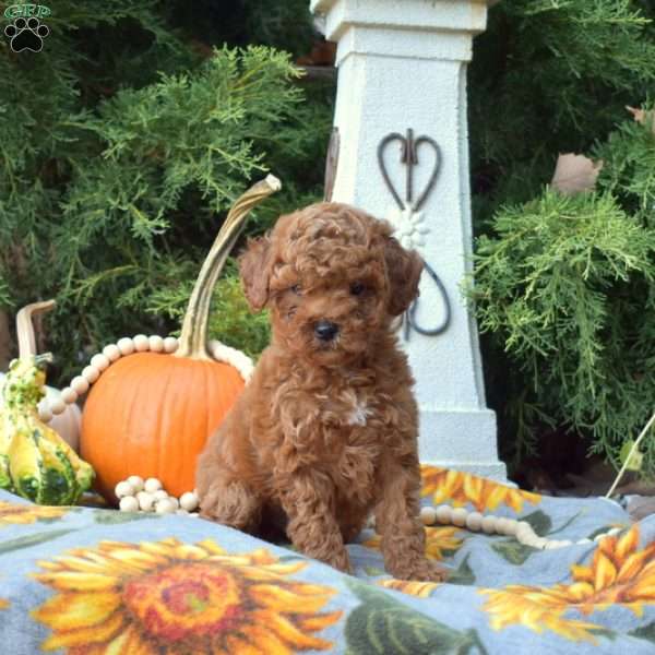 Nugget, Miniature Poodle Puppy