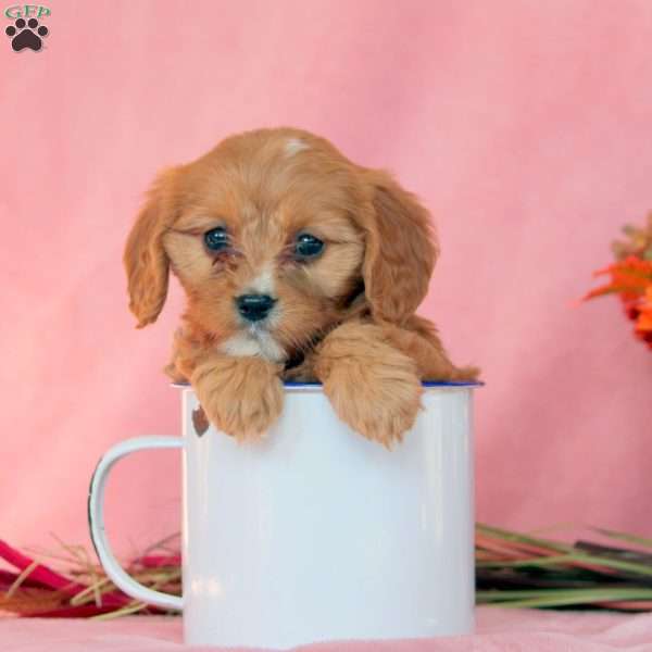 Nutmeg, Cavalier King Charles Mix Puppy