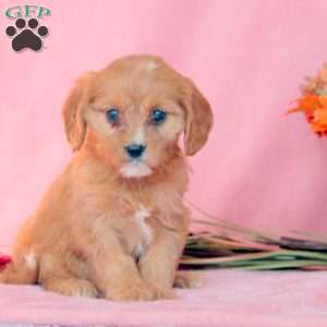 Nutmeg, Cavalier King Charles Mix Puppy