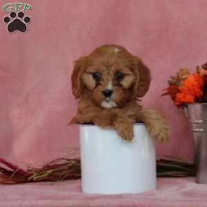 Nutmeg, Cavalier King Charles Mix Puppy