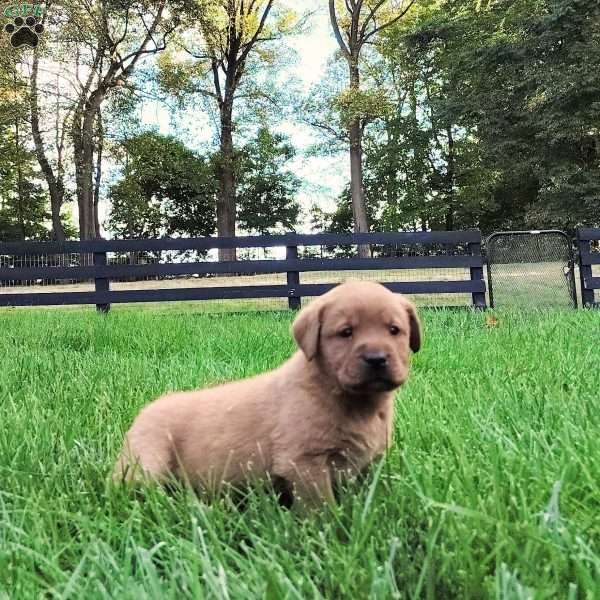 Nyla Fox Red Labrador Retriever Puppy For Sale in Pennsylvania