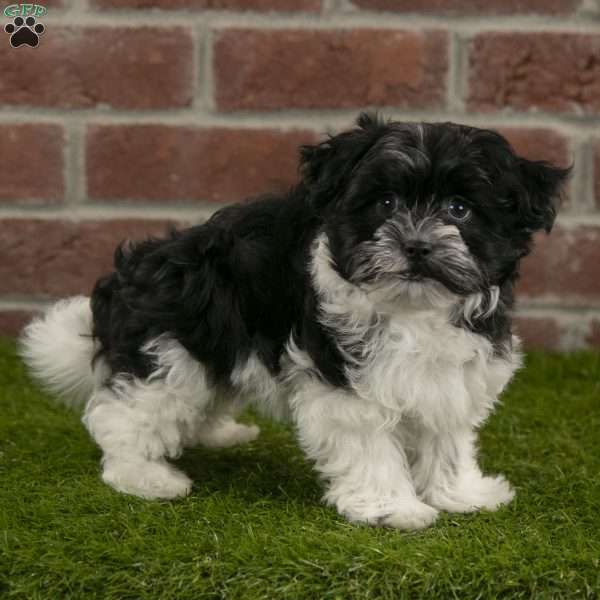 Oakley, Havanese Puppy