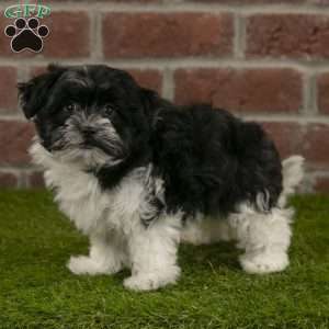 Oakley, Havanese Puppy