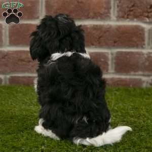 Oakley, Havanese Puppy