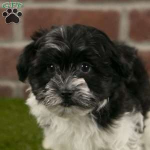 Oakley, Havanese Puppy