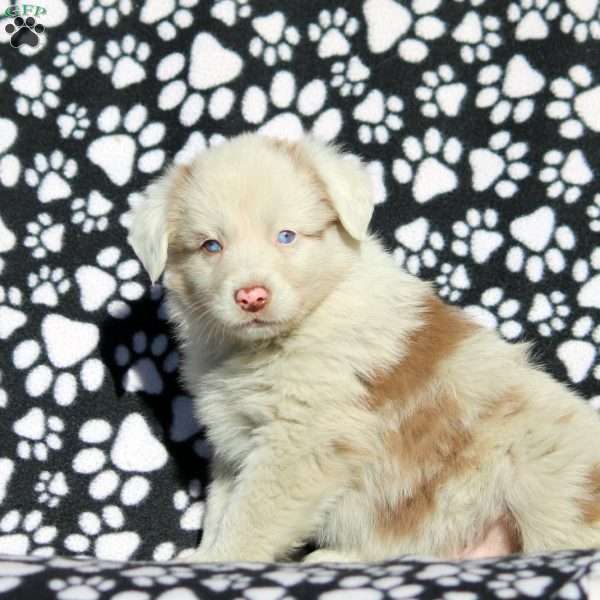 Oakley, Australian Shepherd Puppy